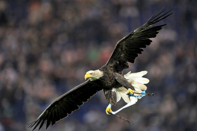 Lazio, il ritorno di Gazza preview