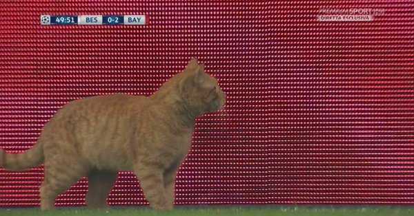 Besiktas-Bayern: l’Uefa apre un procedimento contro i turchi per invasione di…gatto preview