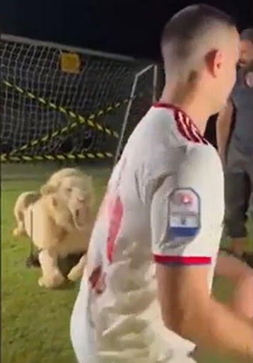 Manolas viene presentato allo Sharjah. Ma un leone lo terrorizza. Il video article-post