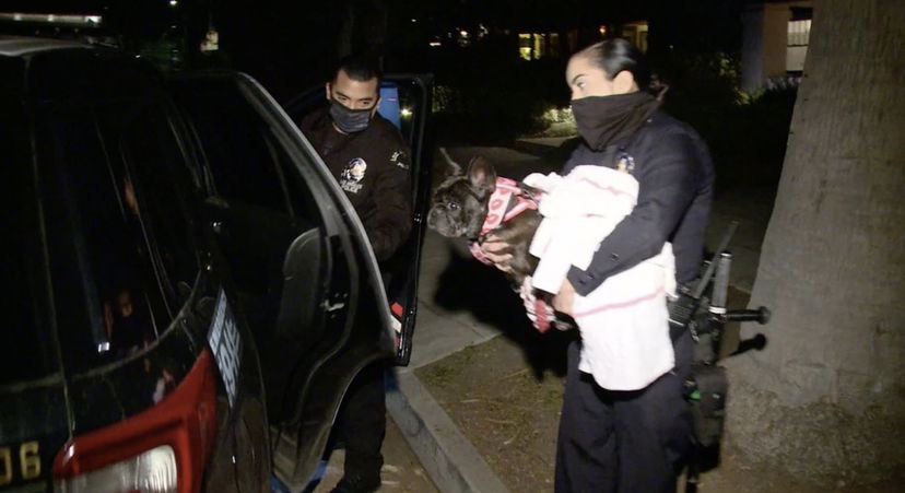 Lady Gaga, sparano al dog sitter e rapiscono 2 dei suoi cani, Asia riesce a scappare: il video della Polizia preview