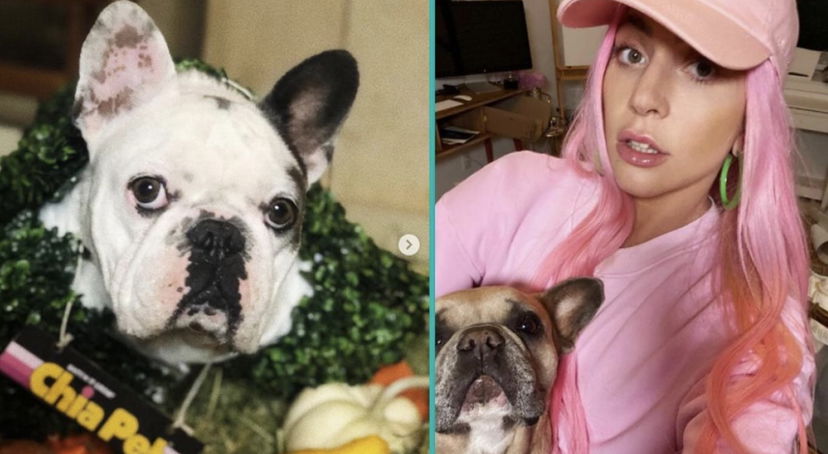 Lady Gaga distrutta dal dolore per i suoi cani rompe il silenzio e fa un appello preview