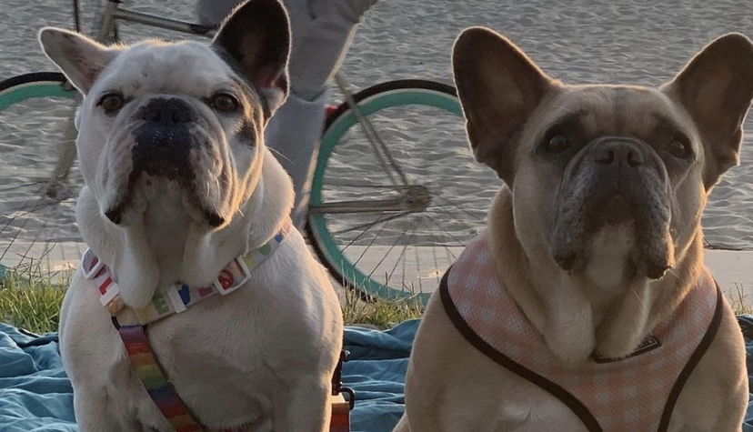 Lady Gaga, ritrovati i suoi 2 bulldog francesi: svelato il presunto motivo del rapimento preview