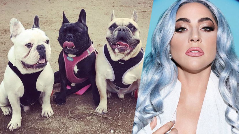 Lady Gaga: arrestati i rapitori dei suoi cani, la donna che li aveva consegnati era una complice preview