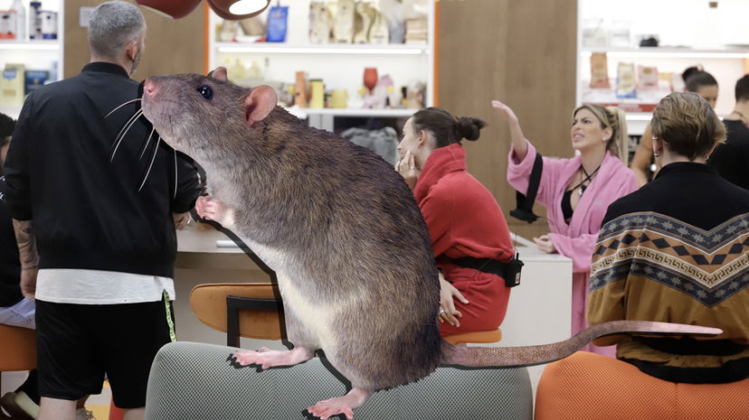 Topo nella casa del GF Vip? Video dell’animaletto dietro ai gieffini preview