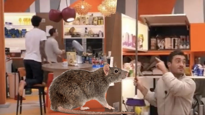 Topi in cucina al GF Vip, Andrea terrorizzato: “Grossi come pantegane” preview