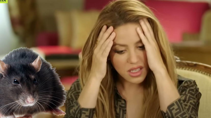Un ratto ha attaccato Shakira sul set del nuovo video musicale preview