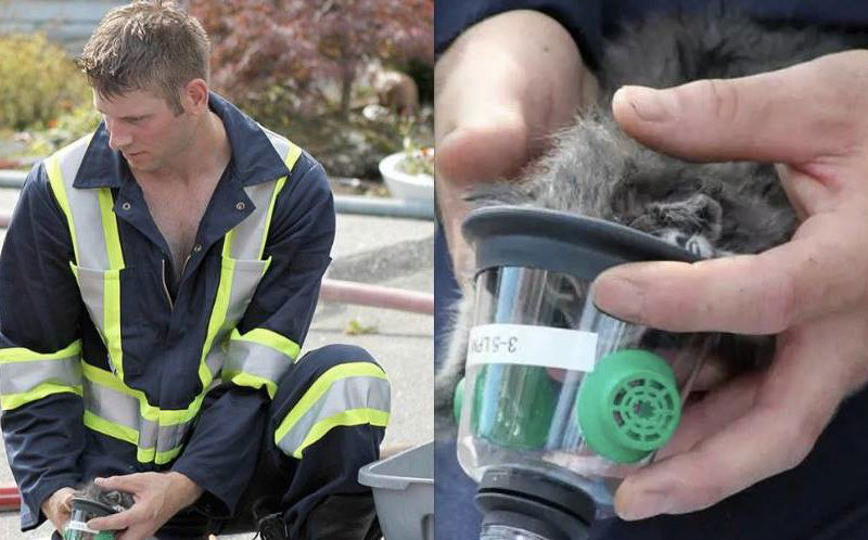 fireman-pompiere-kittens-gattini-bello