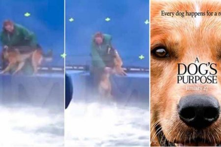 a dog's purpose