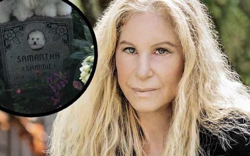 barbra streisand cani clonati samantah scatto