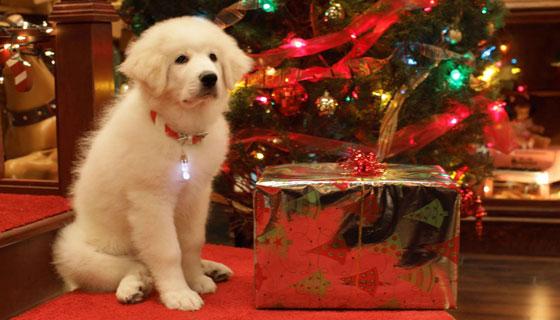 Programmi Tv, stasera 19 dicembre: Il Dono, Lo Show dei Record, Zampa e la magia del Natale preview