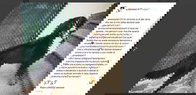 Alessandra Amoroso, è morto il suo cane Buddy: commoventi parole social per l’ultimo saluto (Foto) preview