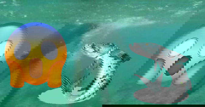 Isola dei Famosi 13, Amaurys Perez rischia grosso: un barracuda si avvicina, ecco cosa è successo preview