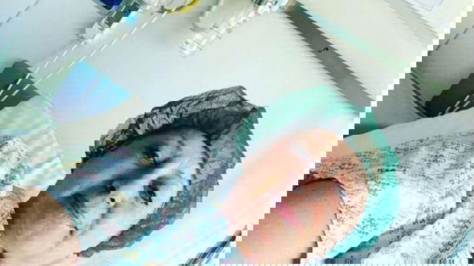 Carolyn Smith si è operata di nuovo: come sta? La giudice di Ballando con le stelle informa i fan preview