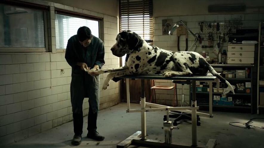 Dogman, stasera su Rai3 il film di Matteo Garrone: trama, cast e curiosità article-post