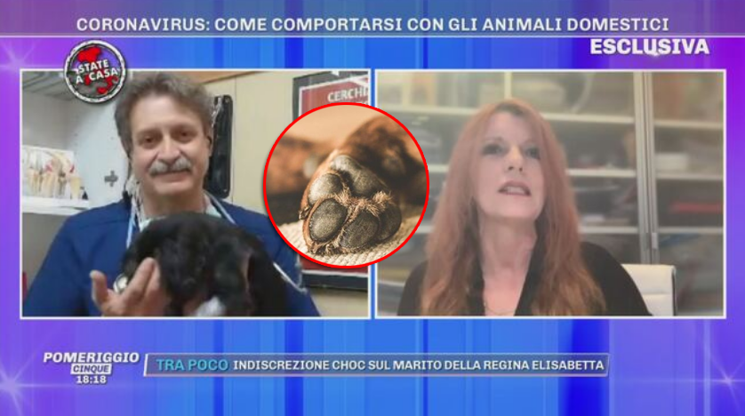 Veterinario la spara grossa a Pomeriggio 5: “Zampe dei cani? Va bene la candeggina diluita”