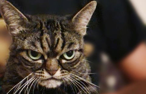 Kitzia è il nuovo Grumpy Cat: ecco il gatto più scontroso di Instagram! FOTO e VIDEO preview