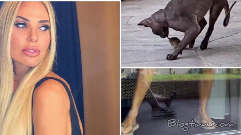 La gatta di Ilary Blasi porta un topo in casa: la reazione di Francesco Totti è esilarante (VIDEO) preview