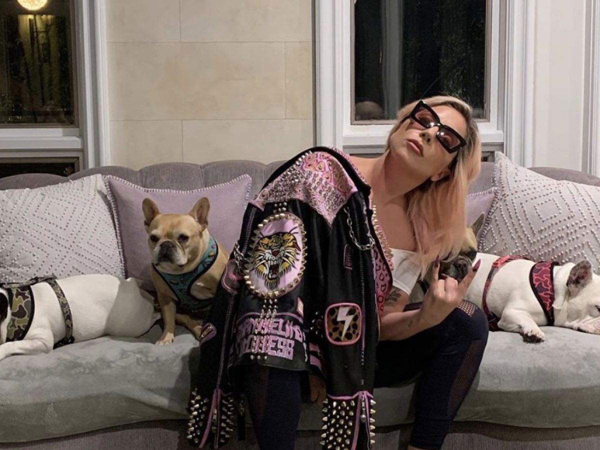 Lady Gaga, sparano al dog sitter e rubano i suoi cani: ricompensa da urlo, ecco cosa è successo article-post