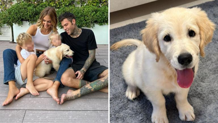 Perché Fedez ironizza su Paloma? Il golden retriever rimasto con Chiara Ferragni: la battuta sul cane diventa virale – VIDEO preview