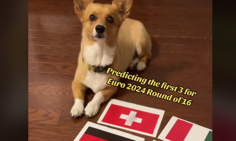 Come finirà Italia-Svizzera? Le previsioni del cane Corgi su Euro 2024 diventano virali – VIDEO preview