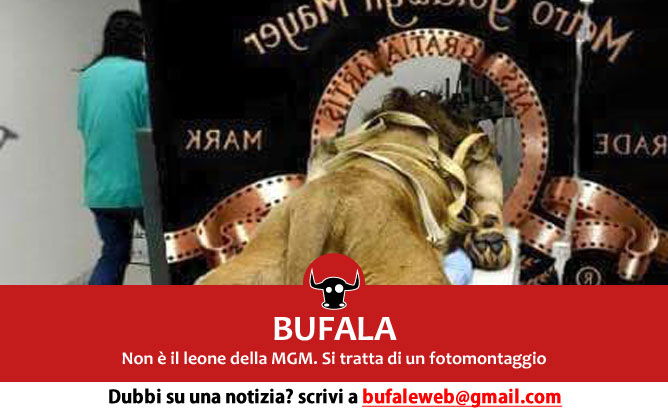 Bufala Il Backstage Del Leone Mgm Bufale Net Bufale