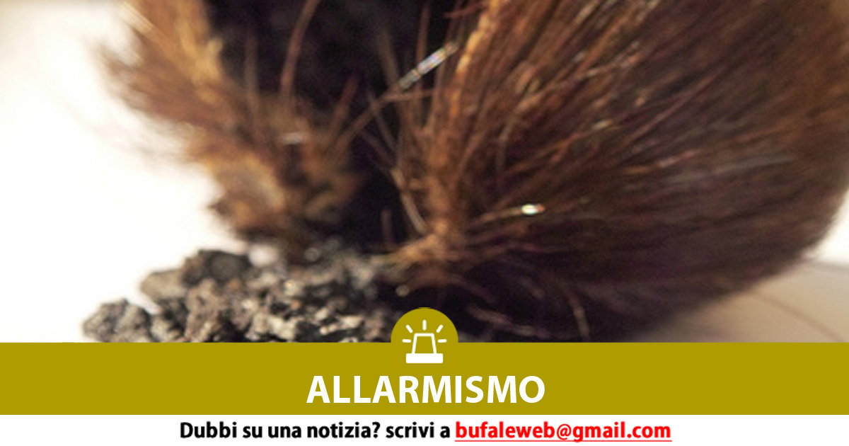 ALLARMISMO Il muschio bianco non è un profumo di origine vegetale, ma  animale. E ha le mani 'sporche' di sangue e inquinamento. - bufale.net -  Bufale