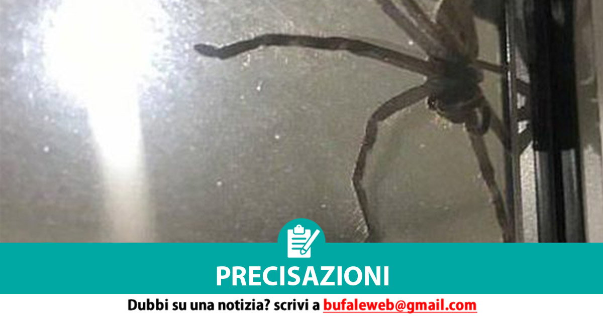 Uccidere Un Ragno In Casa Porta Fortuna