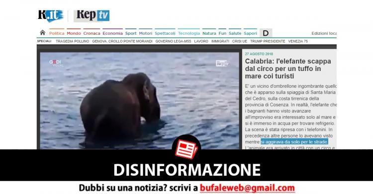 Elefante che scappa dal circo