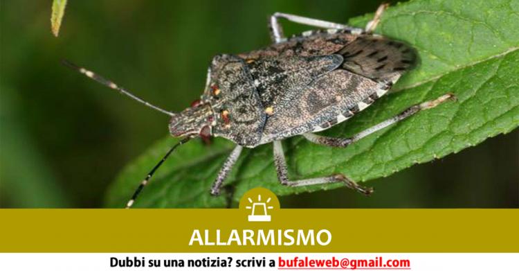 cimice marmorata asiatica
