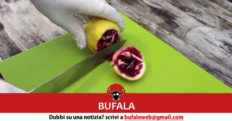 Il presunto ibrido tra melograno e limone