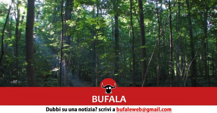 foresta che respira