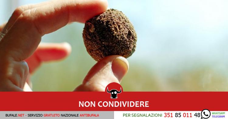 semi nel cestino