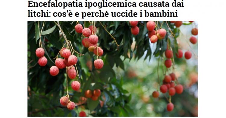 Litchi