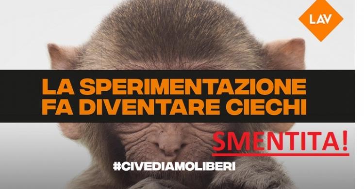 Macachi di Torino