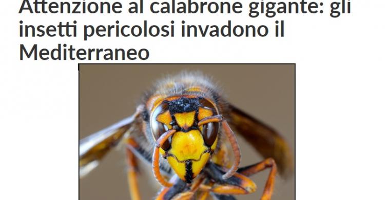 calabrone gigante asiatico
