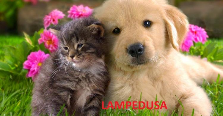 Cani e gatti