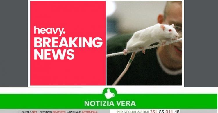 Hantavirus