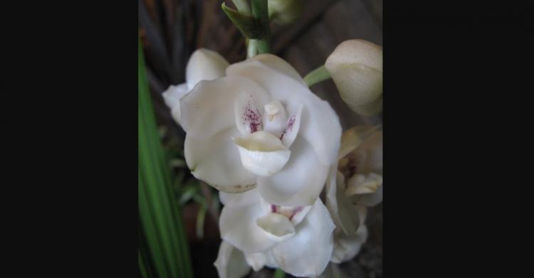 Peristeria alata