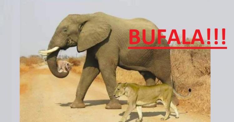 Elefante che porta cucciolo di leone