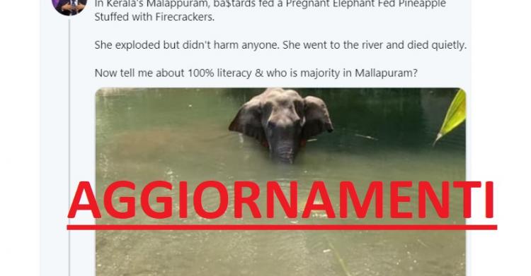 Elefante incinta