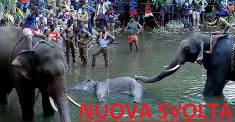 Elefante morto