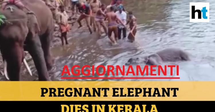 Elefante morto