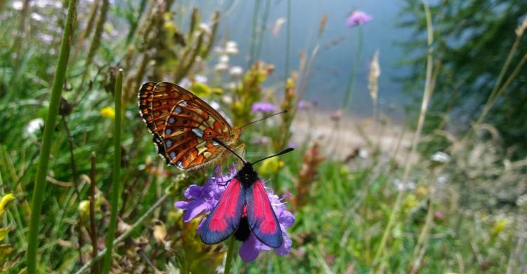 persita Perdita di biodiversità: cause ed effetti