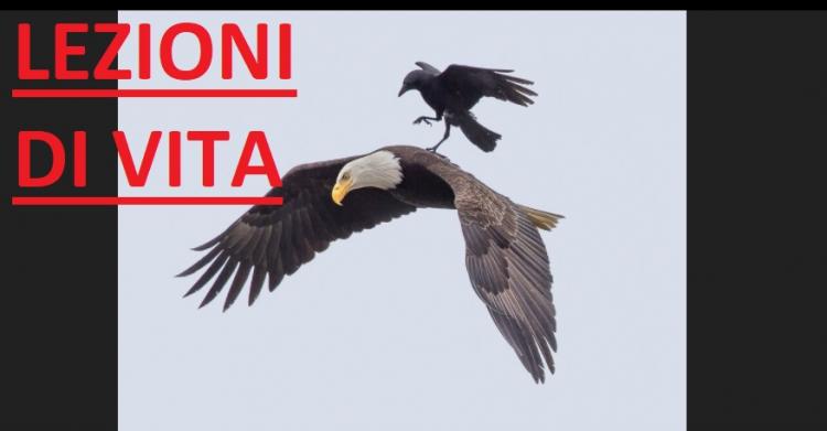 Aquila e cervo