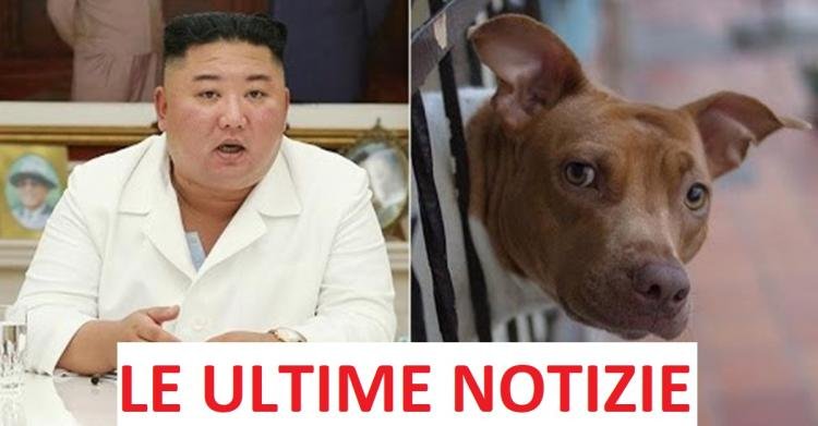 Invitiamo alla cautela sulla confisca dei cani in Corea del Nord per essere mangiati: cosa sappiamo
