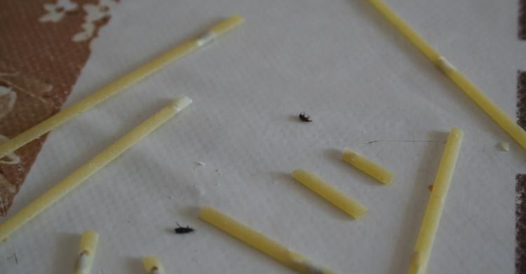 Insetti nella pasta