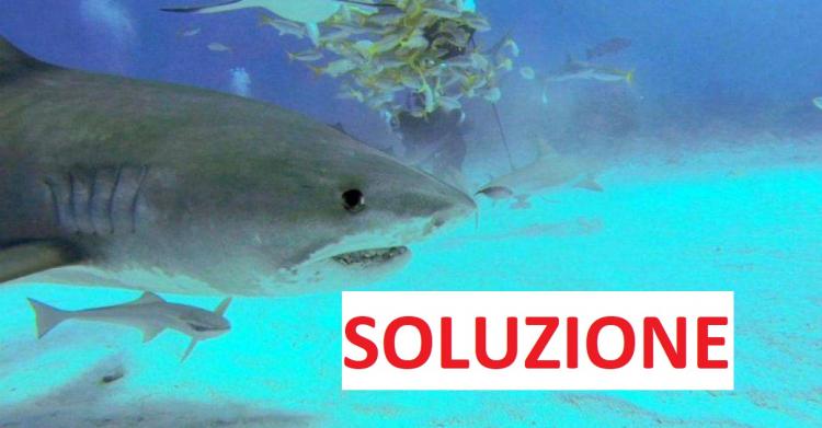 Sara ha visto sette squali mentre nuotava