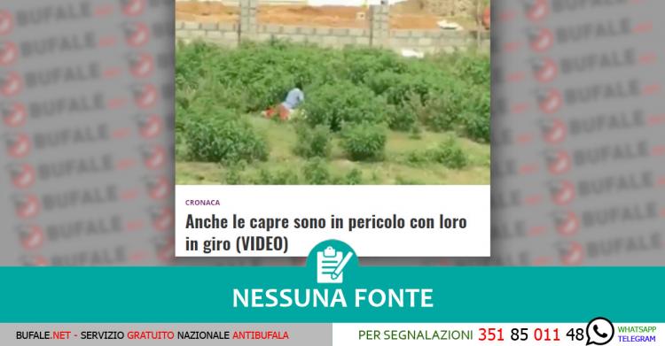 in sospeso migrante violenta una capra