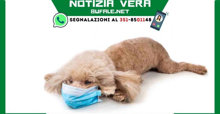 primo cane positivo al Covid