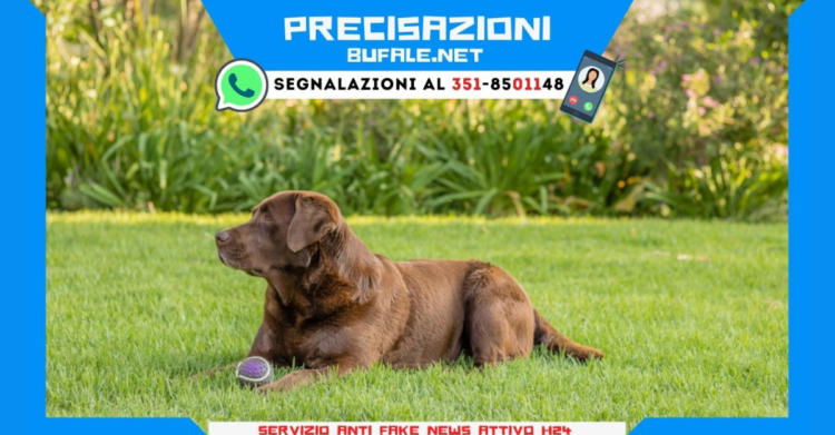 PRECISAZIONI cani anti covid mask